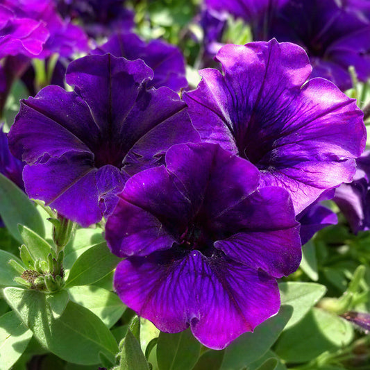 Petunia Littletunia Purple Blue Basket Plants