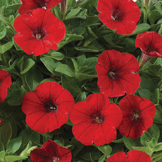 Petunia Littletunia Red Basket Plants