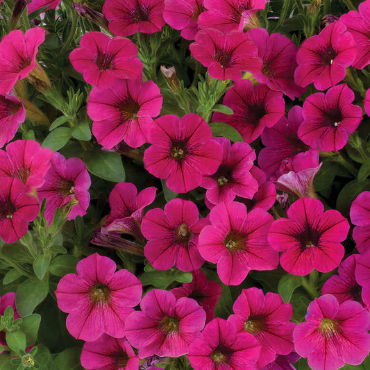 Petunia Littletunia Rose Basket Plants