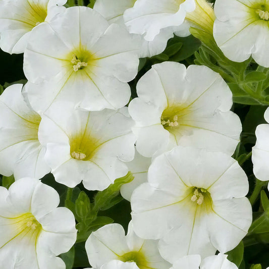 Petunia Littletunia White Grace Basket Plants