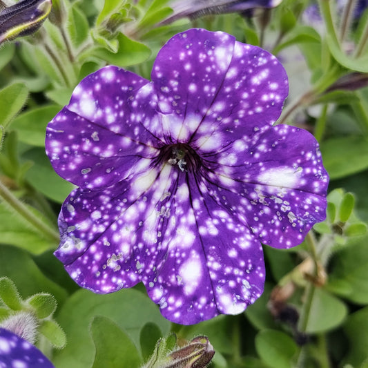 Petunia NightSky Basket Plants