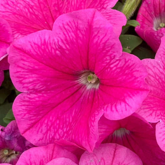 Petunia Pink Basket Plants