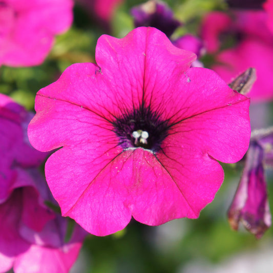 Petunia Purple Mini Basket Plants