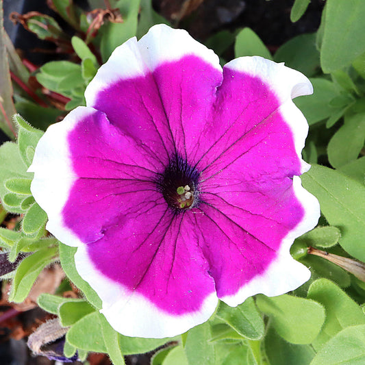 Petunia Purple Picotee Basket Plants