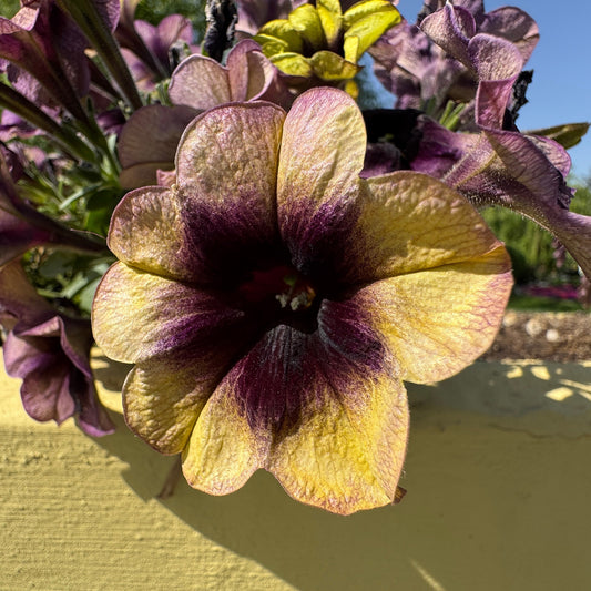 Petunia Ray Shadow Basket Plants