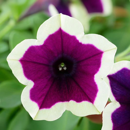 Petunia Rim Magenta Basket Plants
