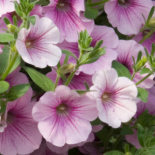 Petunia Sweet Pink Basket Plants