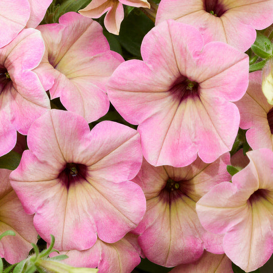 Petunia Tea Flamingo Basket Plants