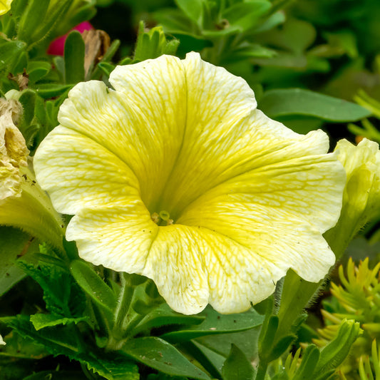 Petunia Yellow Dream Basket Plants