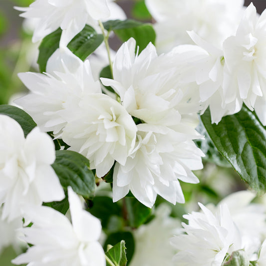 Philadelphus 'Pearls of Perfume'