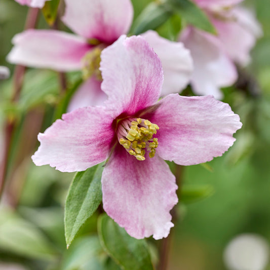 Philadelphus 'Petite Perfume Pink'