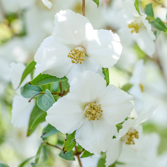 Philadelphus 'Petite Perfume White'