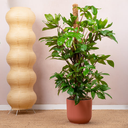 Philodendron pedatum