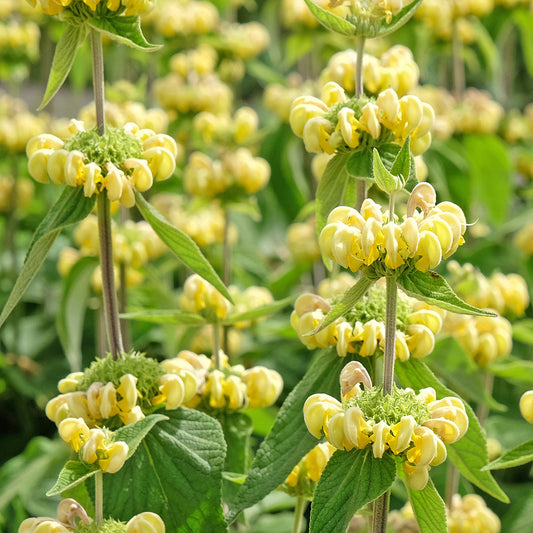 Phlomis russeliana