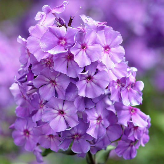 Phlox 'Blue Paradise'