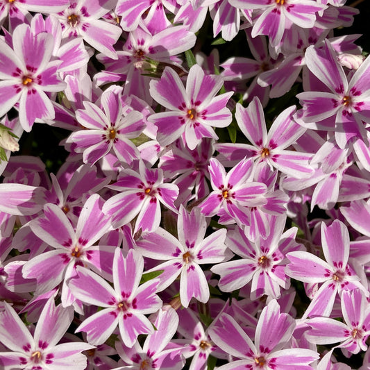 Phlox 'Candy Striper'