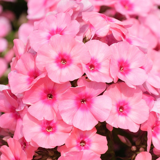 Phlox 'Flame Pink'