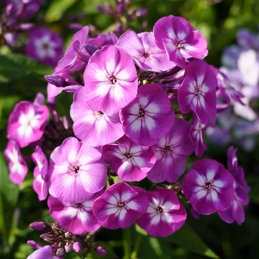 Phlox 'Laura'