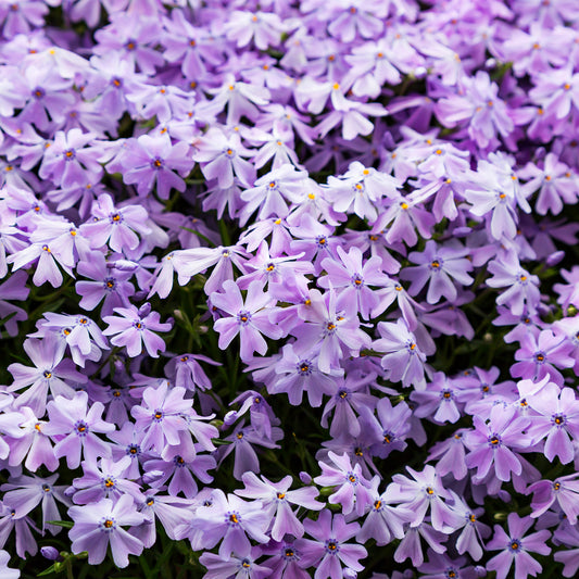 Phlox 'Lilac Cloud'