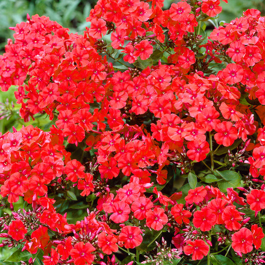 Phlox 'Orange Perfection'