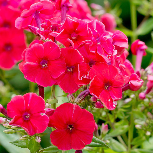 Phlox 'Red Riding Hood'