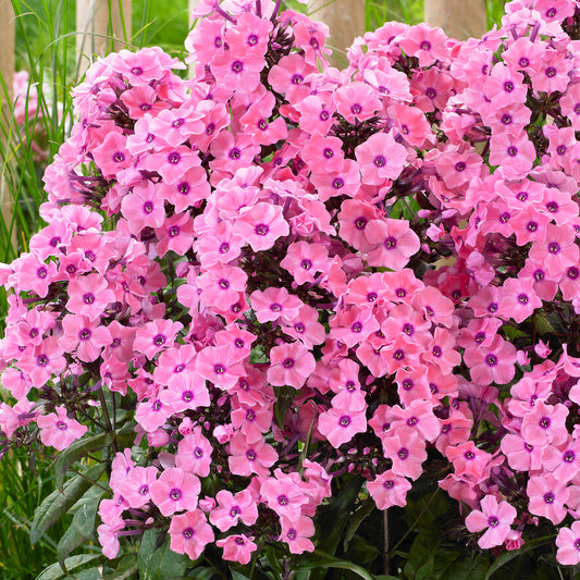 Phlox 'Sweet Summer Dream'