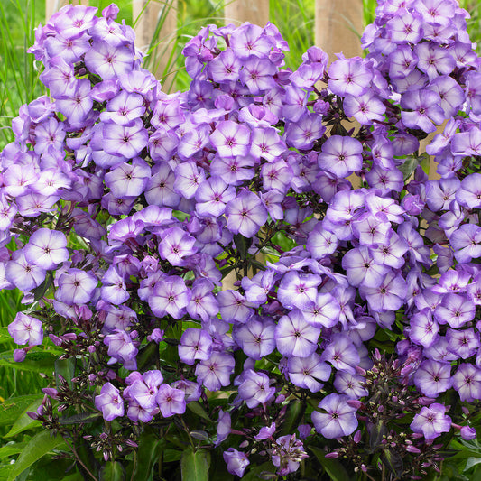 Phlox 'Sweet Summer Fantasy'