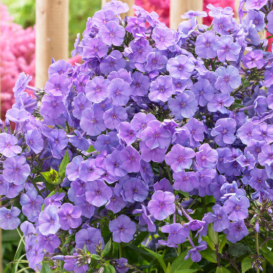 Phlox 'Sweet Summer Ocean'