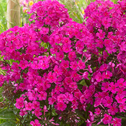 Phlox 'Sweet Summer Wine'