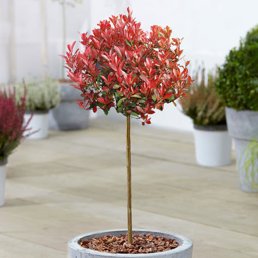 Photinia 'Carré Rouge' Patio Tree