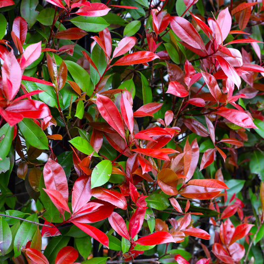 Photinia 'Red Robin'