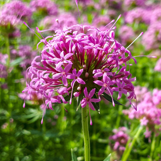 Phuopsis stylosa