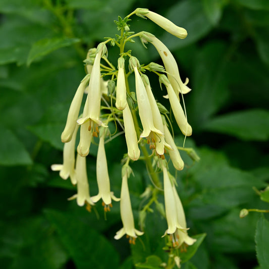 Phygelius Cream