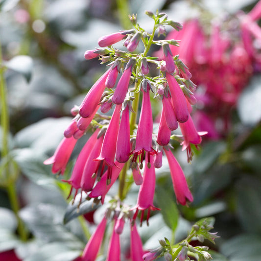 Phygelius Deep Rose