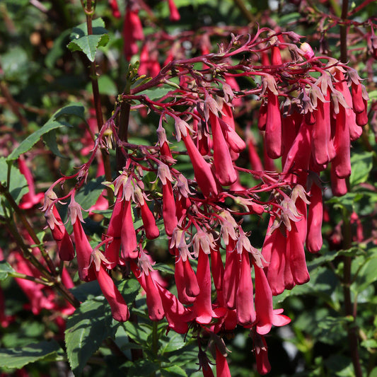 Phygelius Red