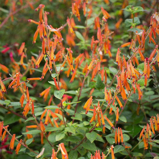 Phygelius Tangerine