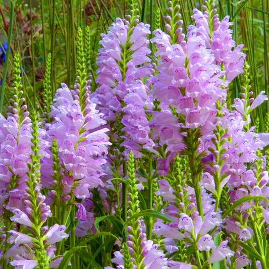 Physostegia 'Bouquet Rose'