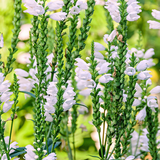 Physostegia 'Crystal Peak White'