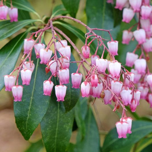 Pieris 'Katsura'