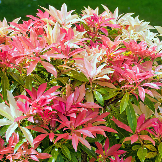 Pieris 'Mountain Fire'