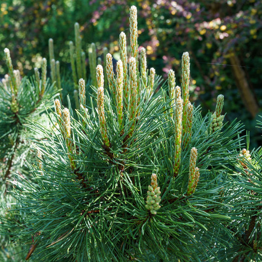 Pinus 'Pumilio'