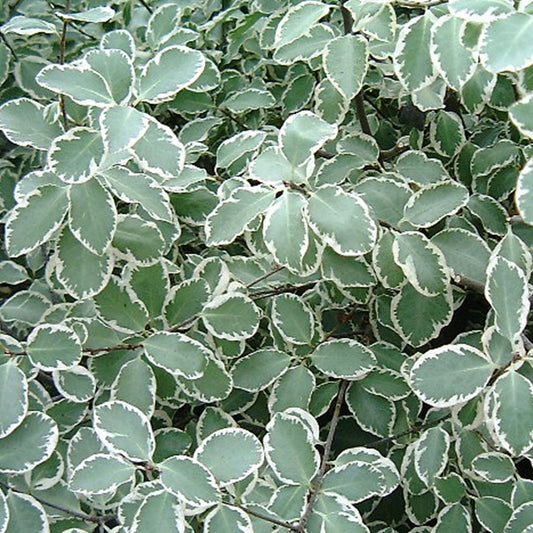 Pittosporum 'Garnettii'