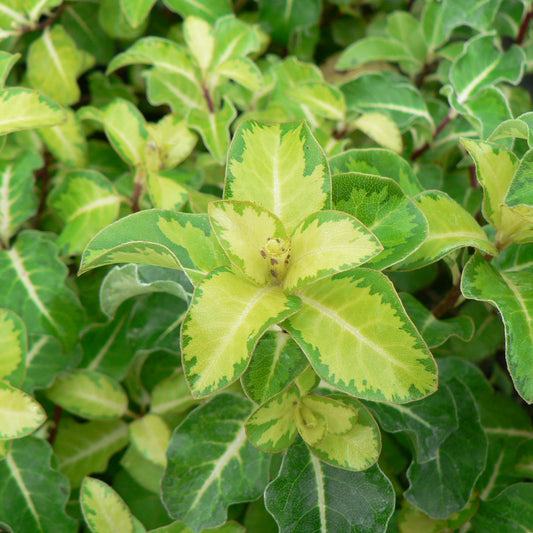 Pittosporum 'Gold Star'