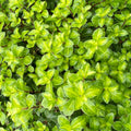 Pittosporum 'Golden Ball'
