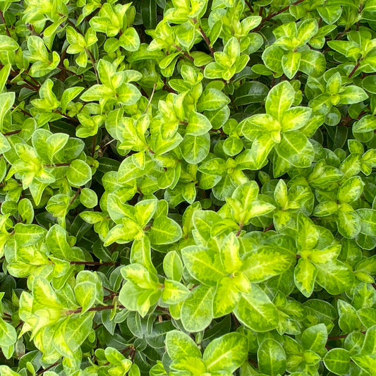 Pittosporum 'Golden Ball'