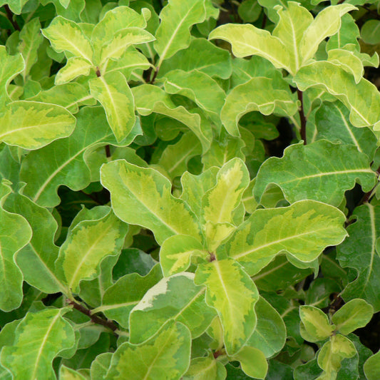 Pittosporum 'Golden King'