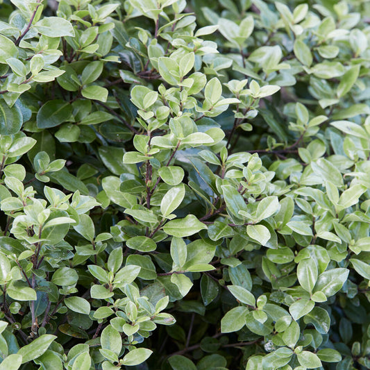 Pittosporum 'Pompom'