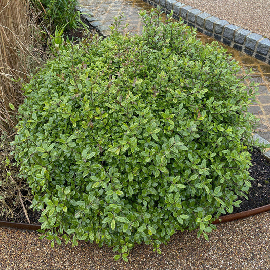 Pittosporum 'Golf Ball'