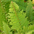 Polystichum 'Plumosum Densum'