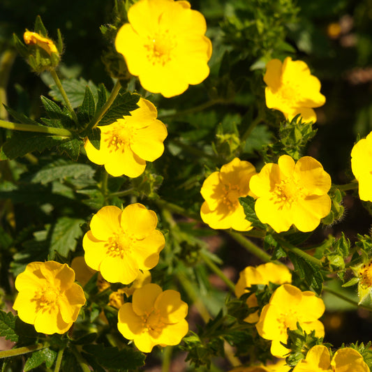 Potentilla 'Goldfinger'